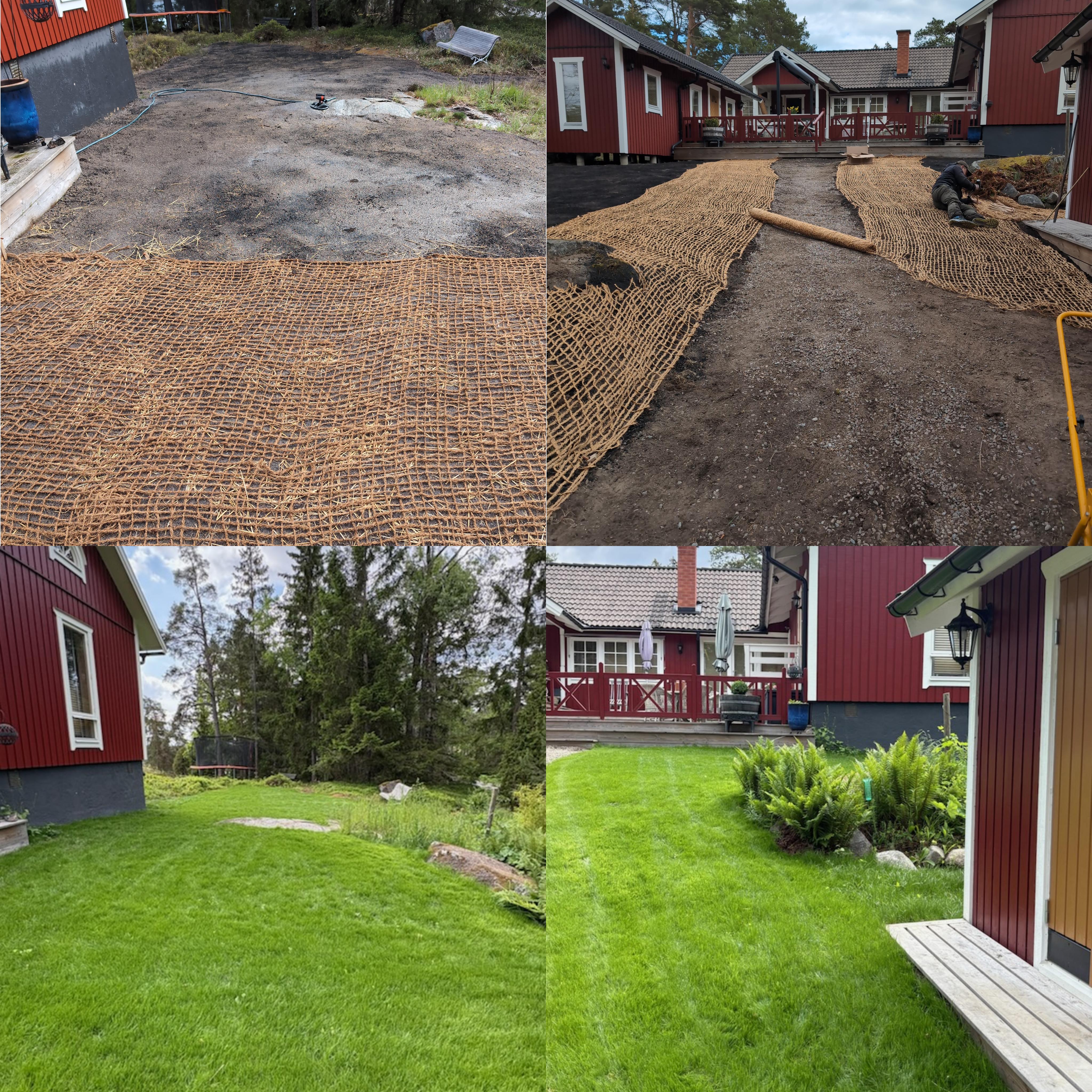 Nyanläggning av gräsmatta helt utan kemikalier, grönt och fint efter mindre än två månader.