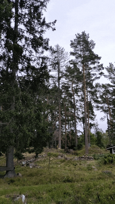 Precisionsfällning av död gran