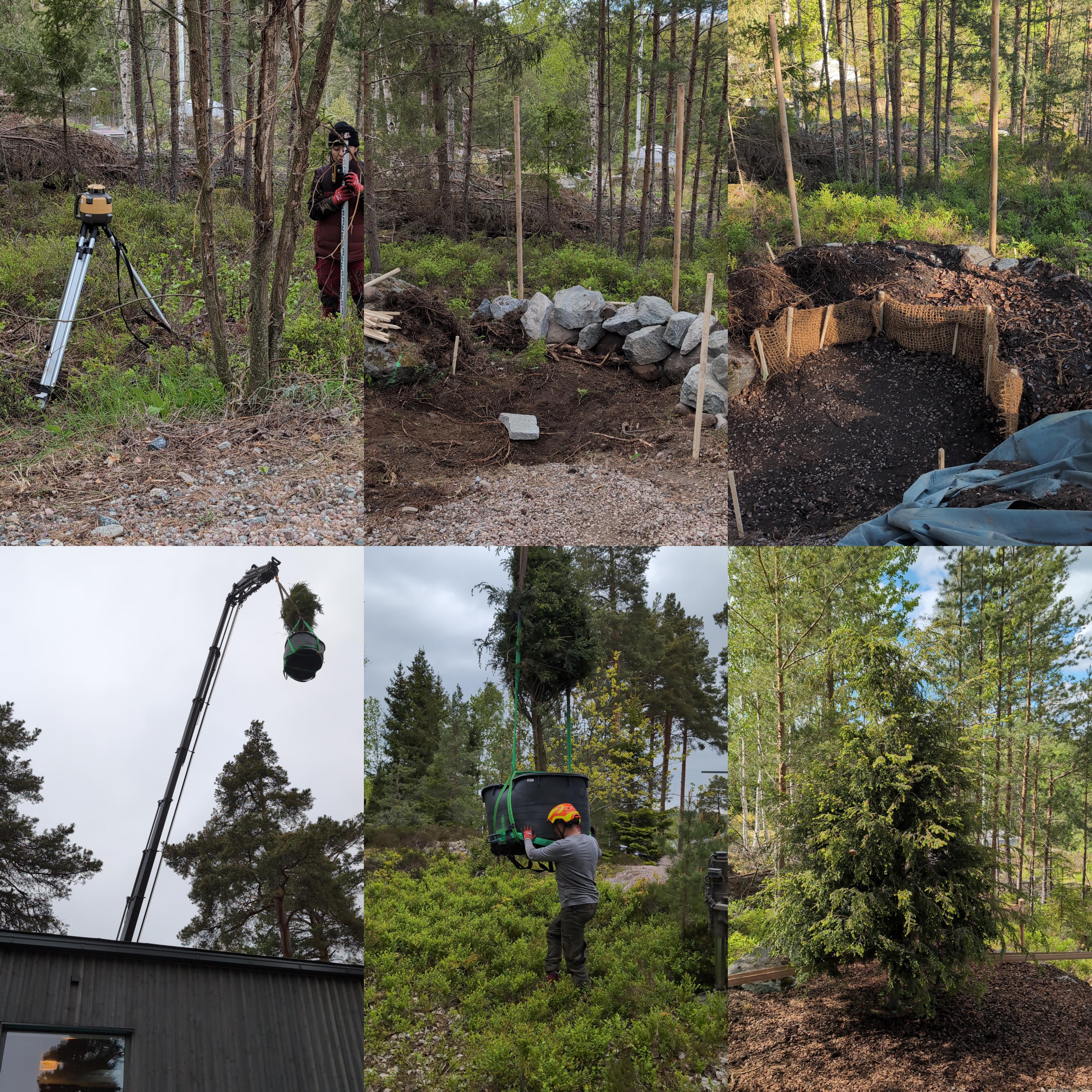 Plantering av Tsuga Canadensis (Hemlock) med kranbil.