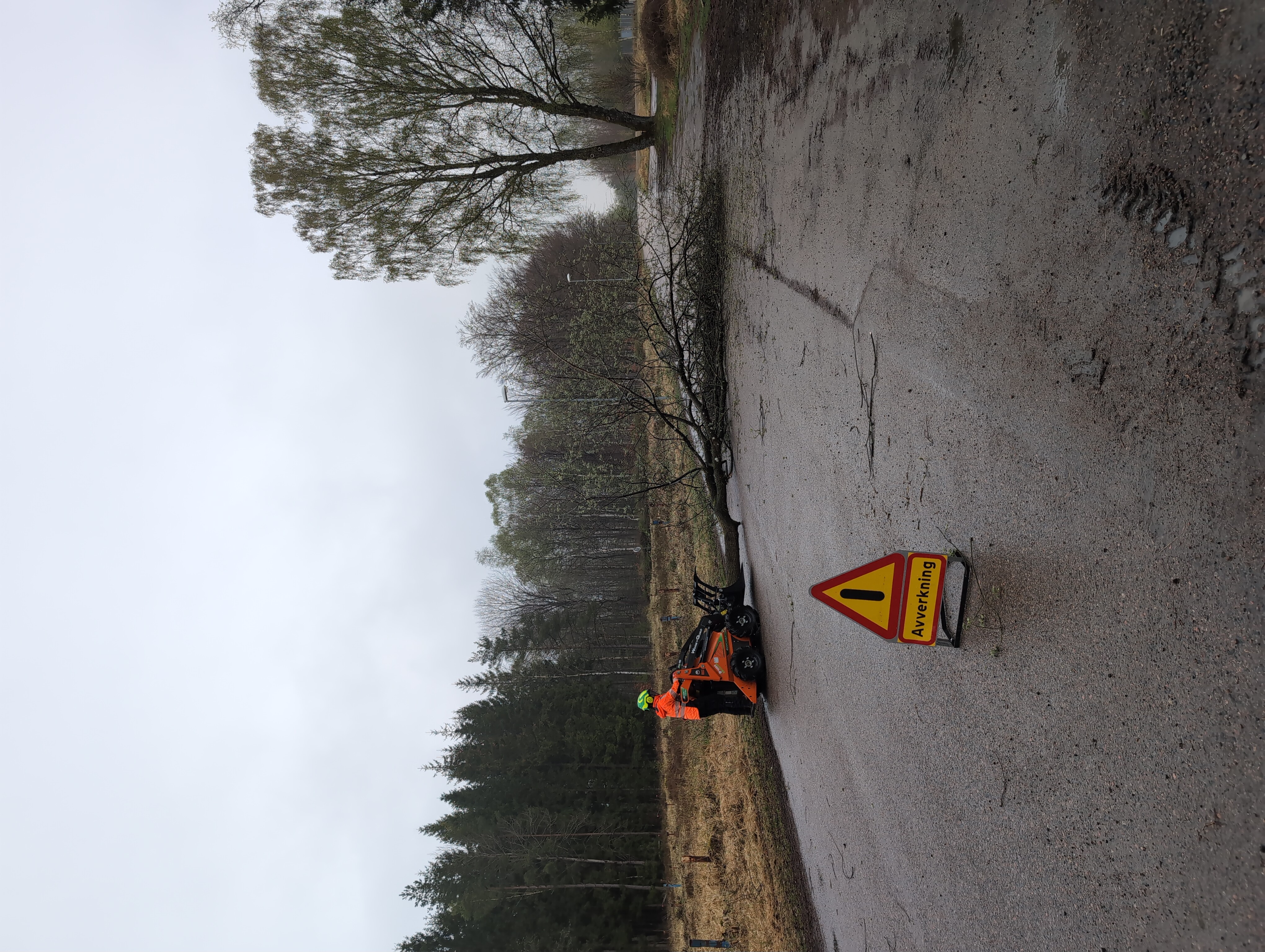 Fällning av träd och sedan smidig flytt i ett stycke.